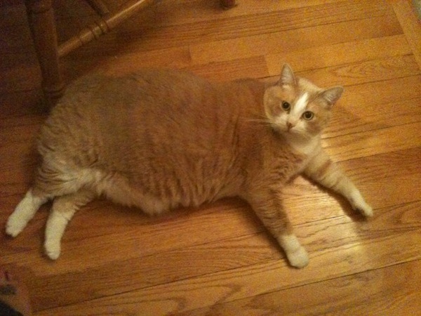 animal