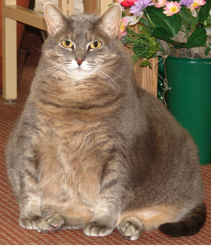 animal