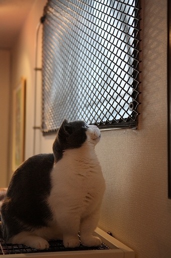 A Random Cat