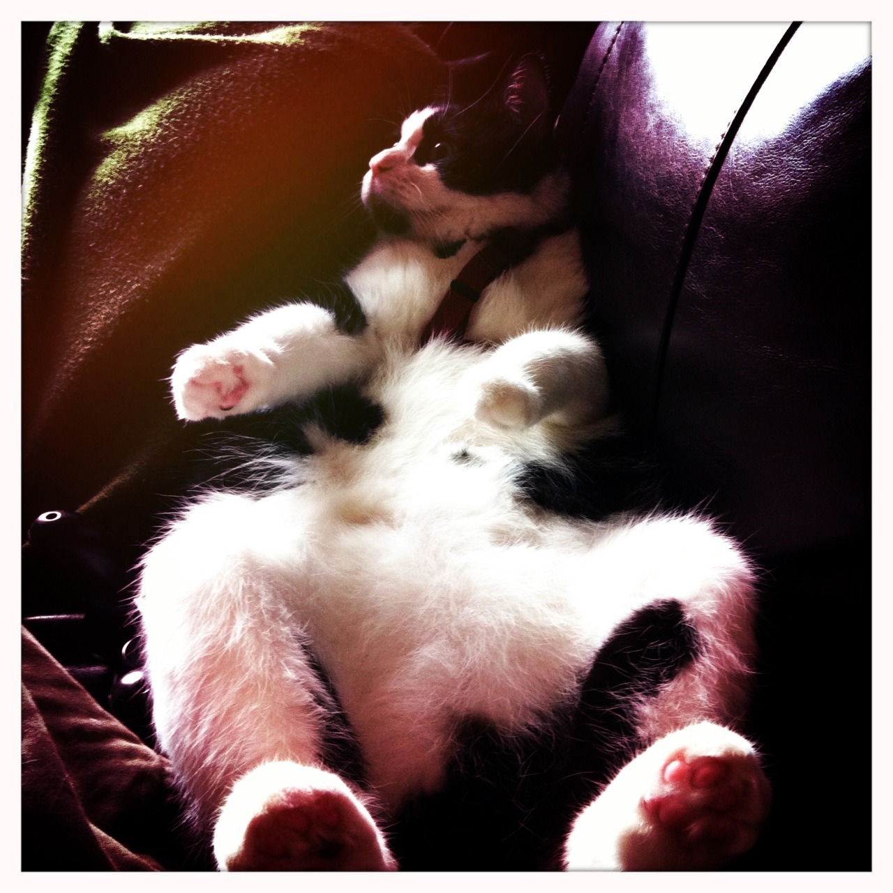 Resident Cat