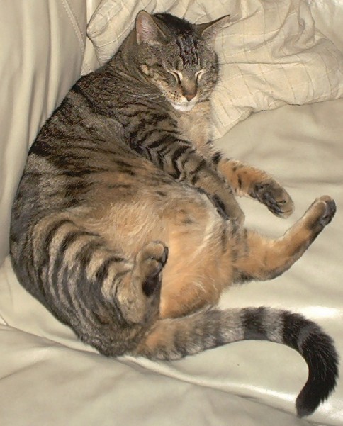 animal
