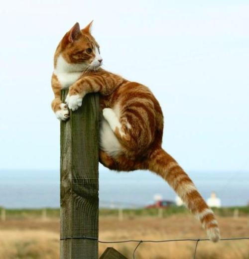 Cute Cat