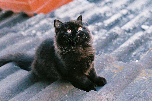 animal