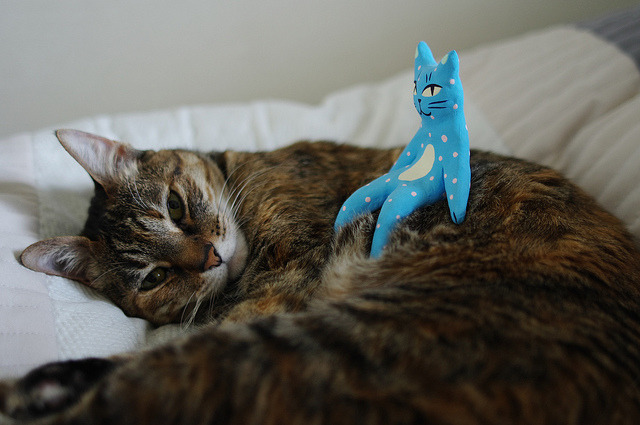 Cat Image