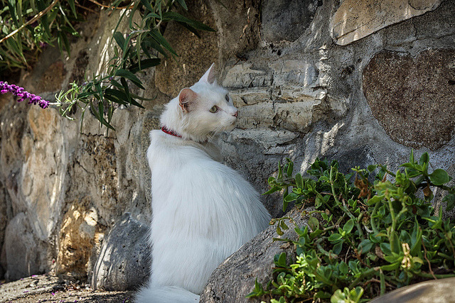 animal