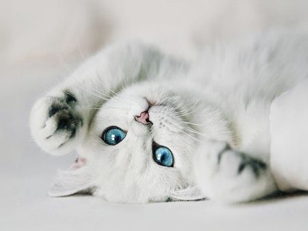 animal
