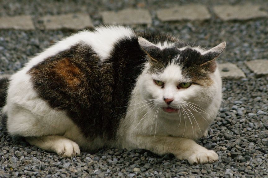 animal