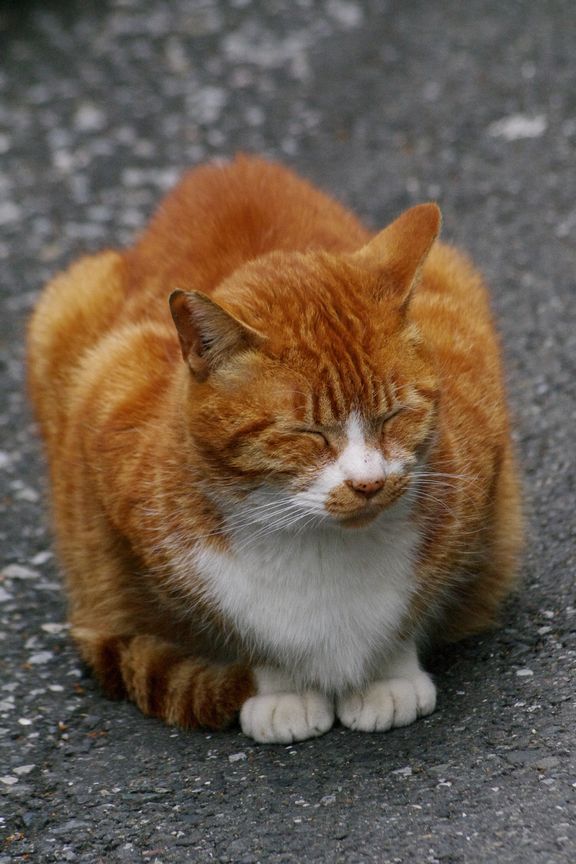 animal