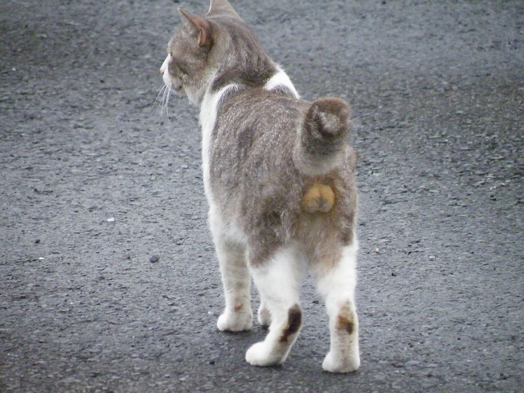 animal