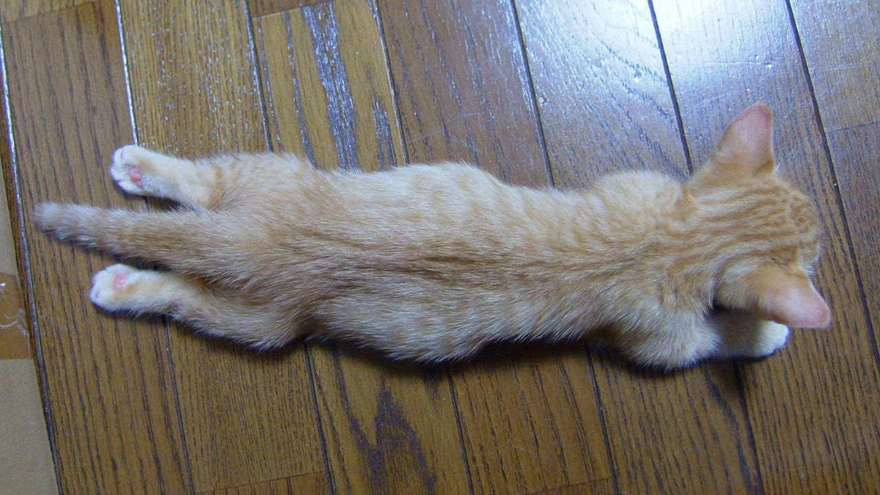 animal