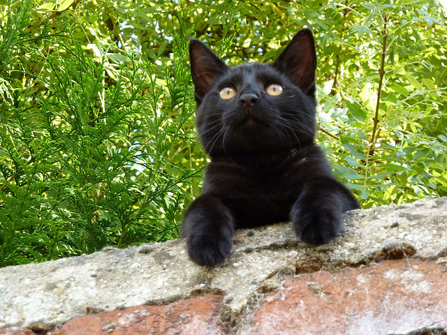 animal