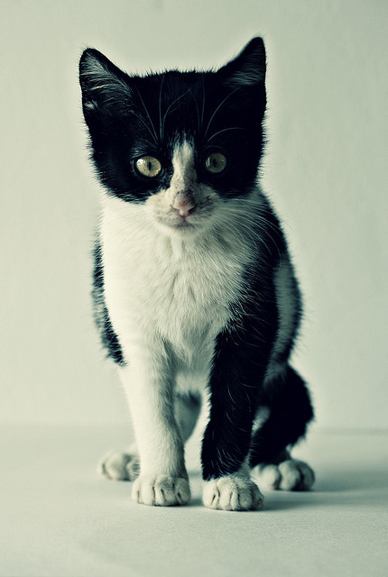 animal