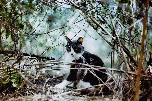animal