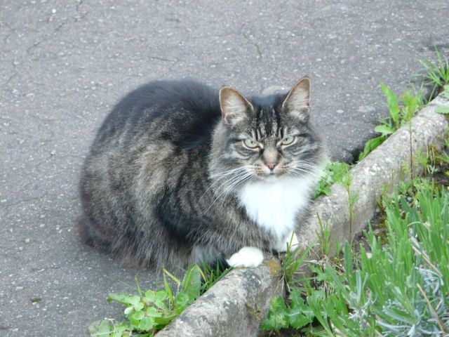 animal