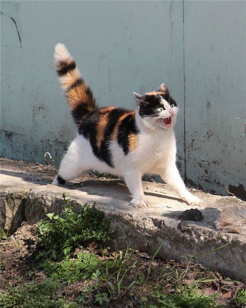 animal