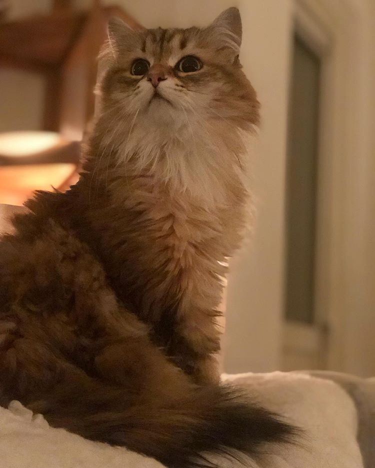 animal