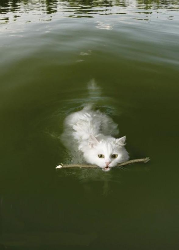 animal