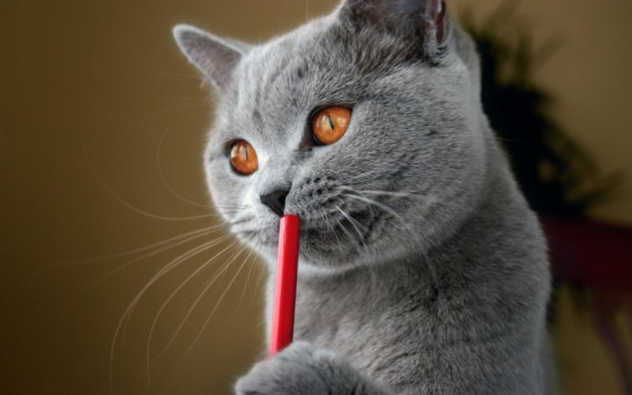 猫影像 5