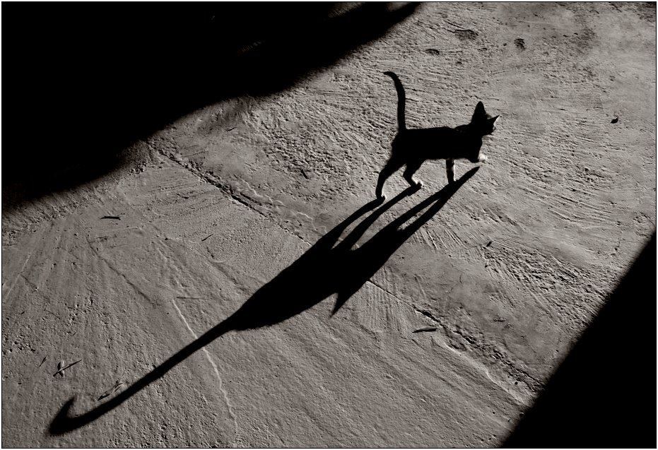 animal