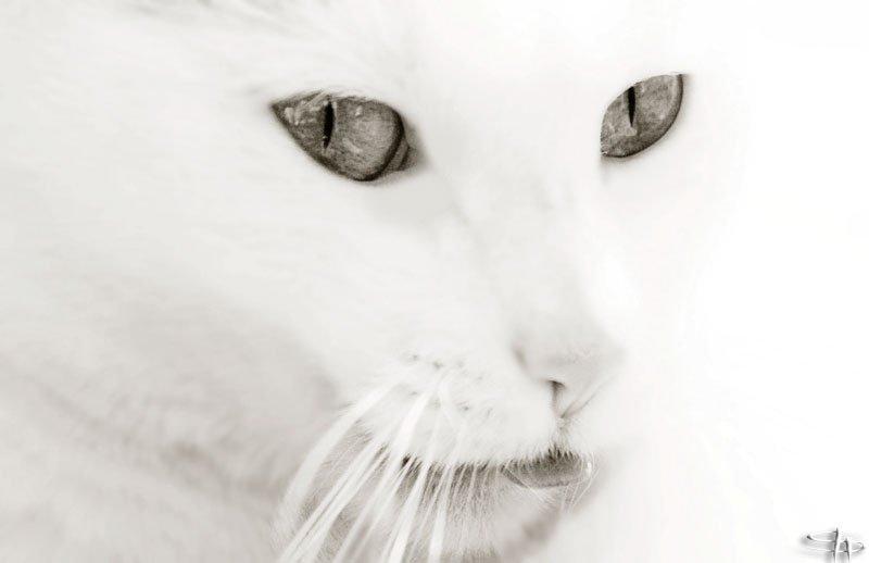 animal