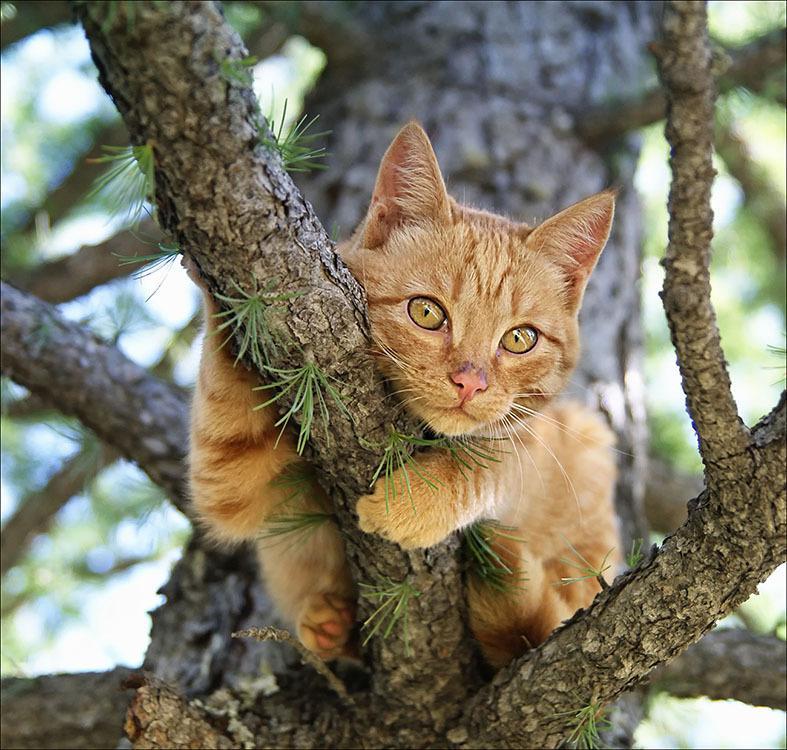 kedi panlukopeni