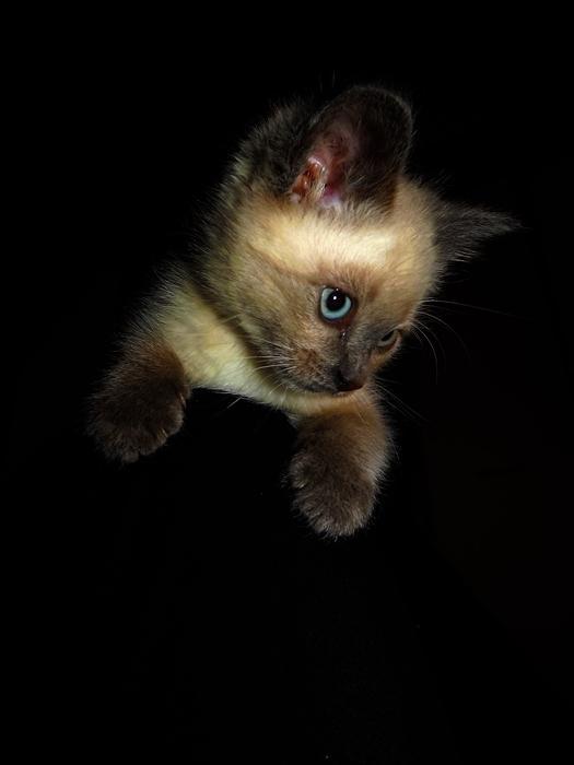 animal