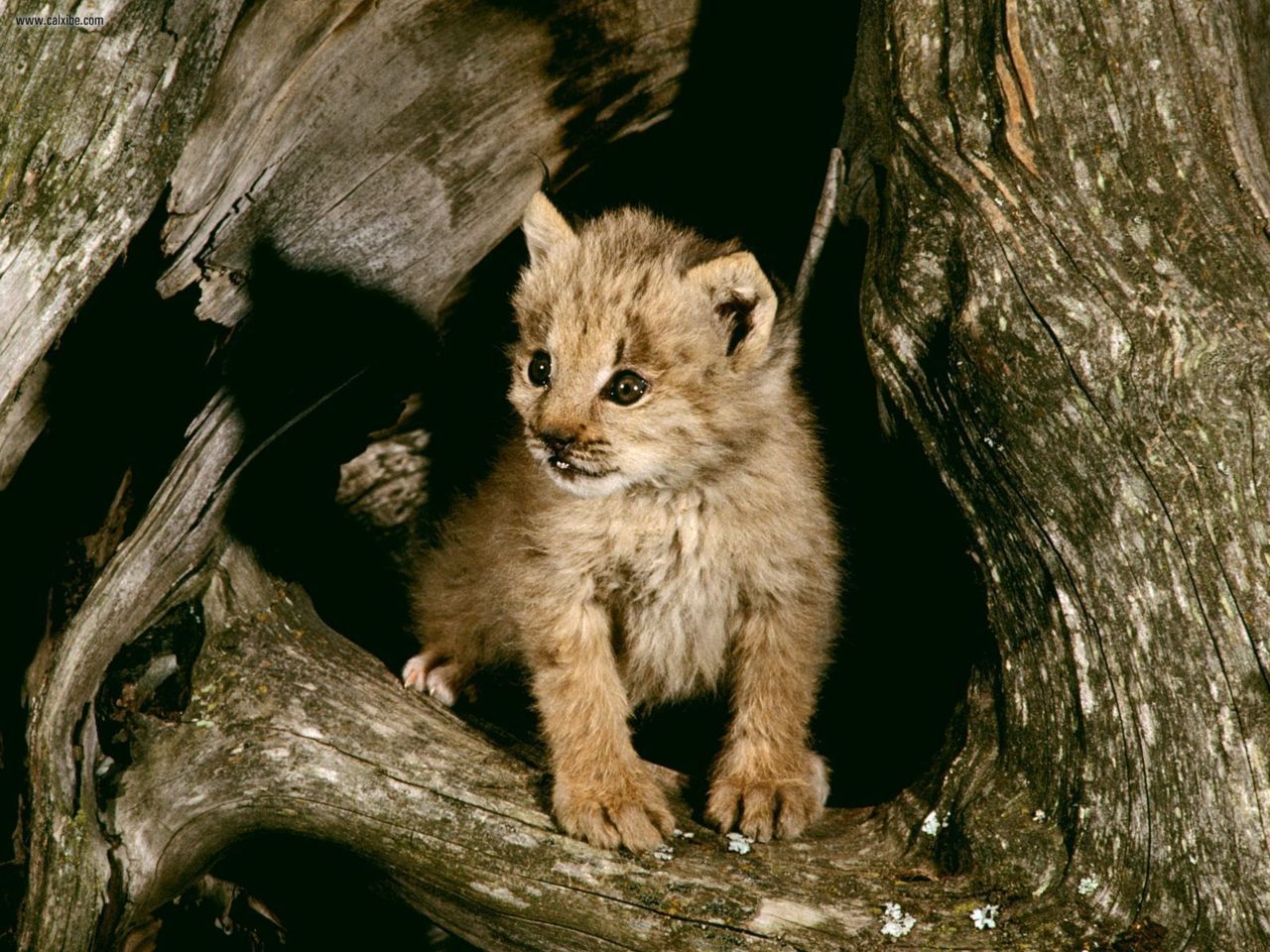 animal