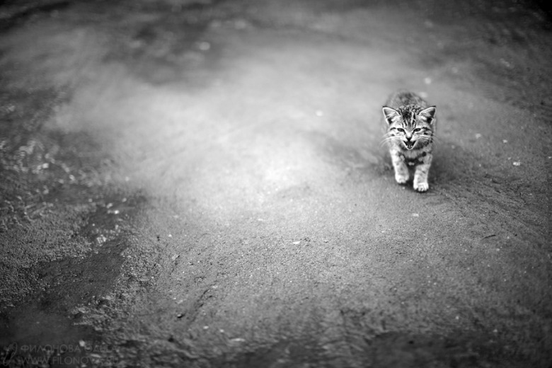 animal