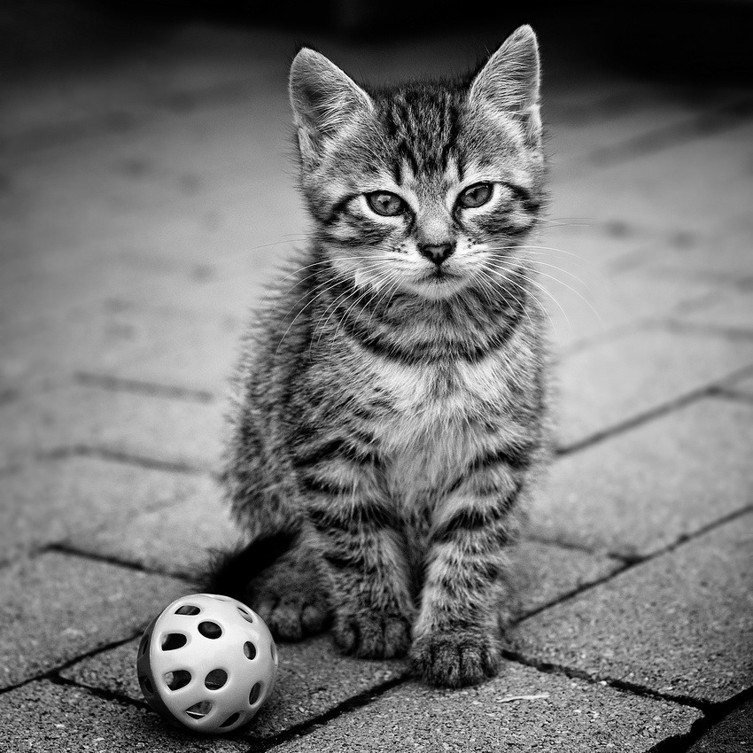 animal