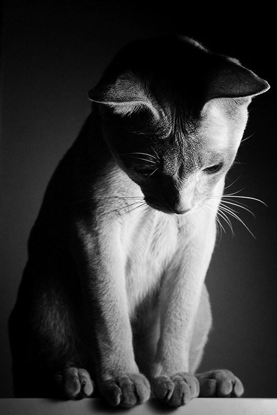 animal