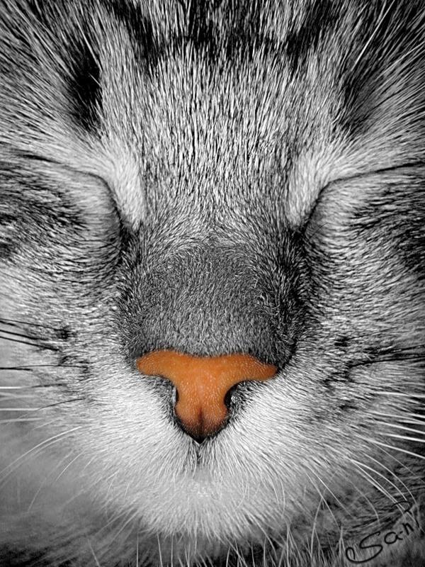 animal
