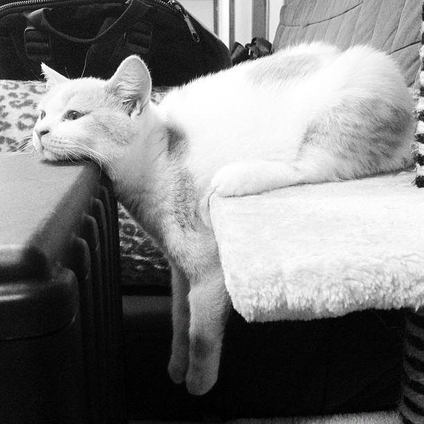A Random Cat