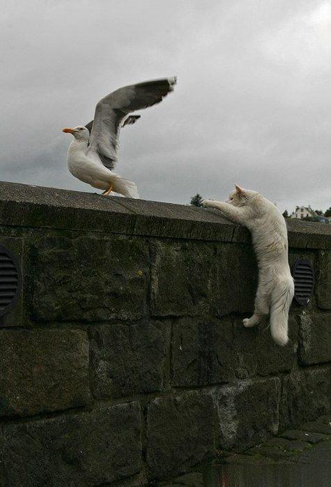 animal
