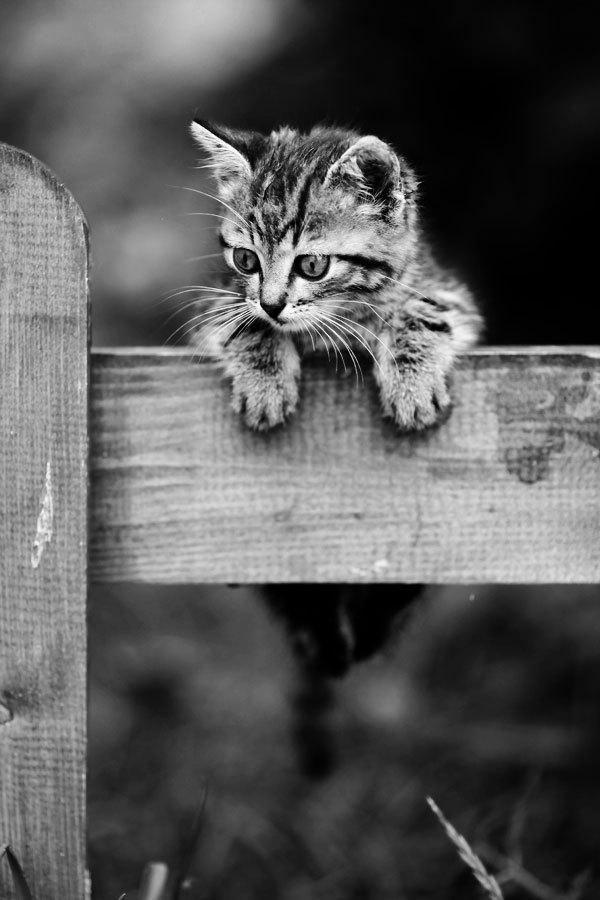 animal