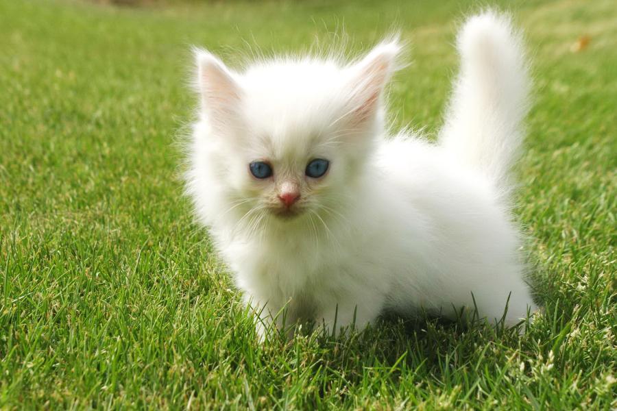 animal