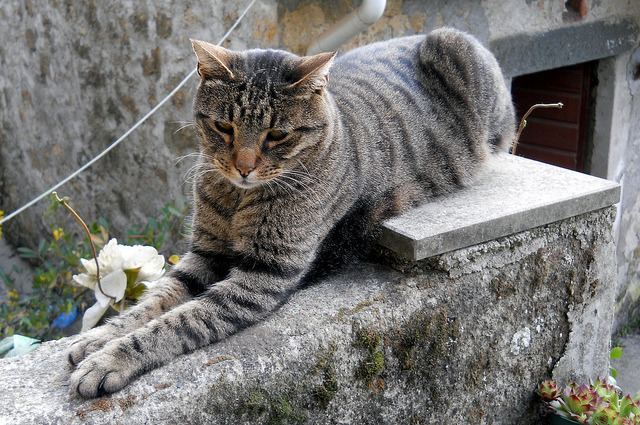 Oriental shorthair
