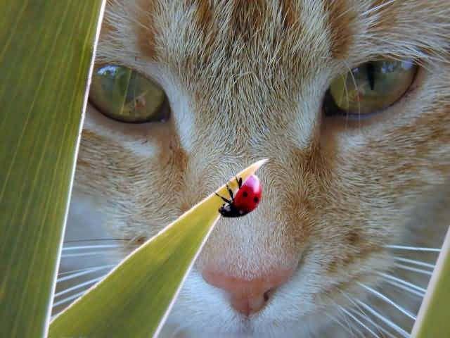 animal