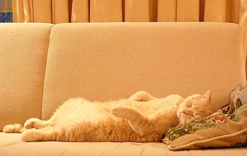 Maine coon