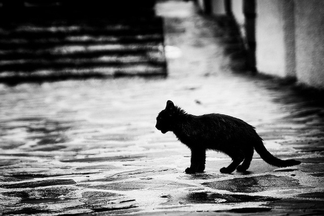 animal