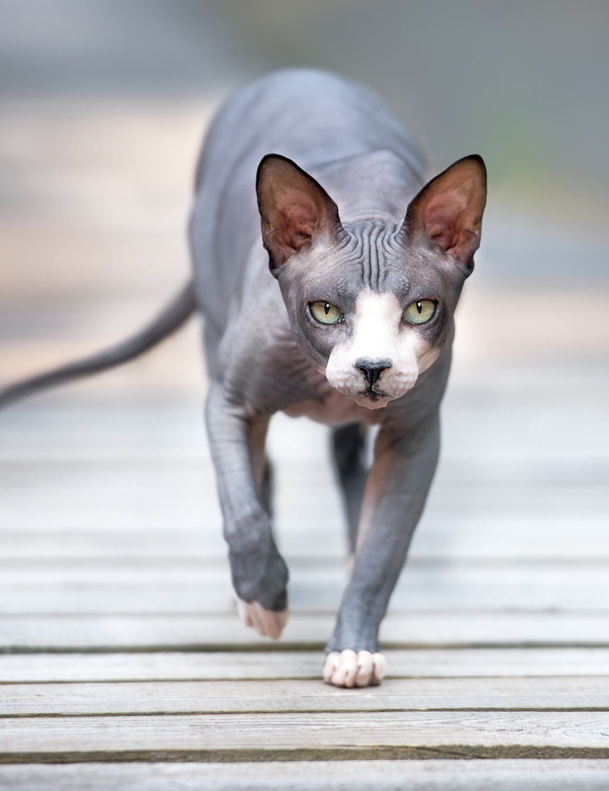 animal