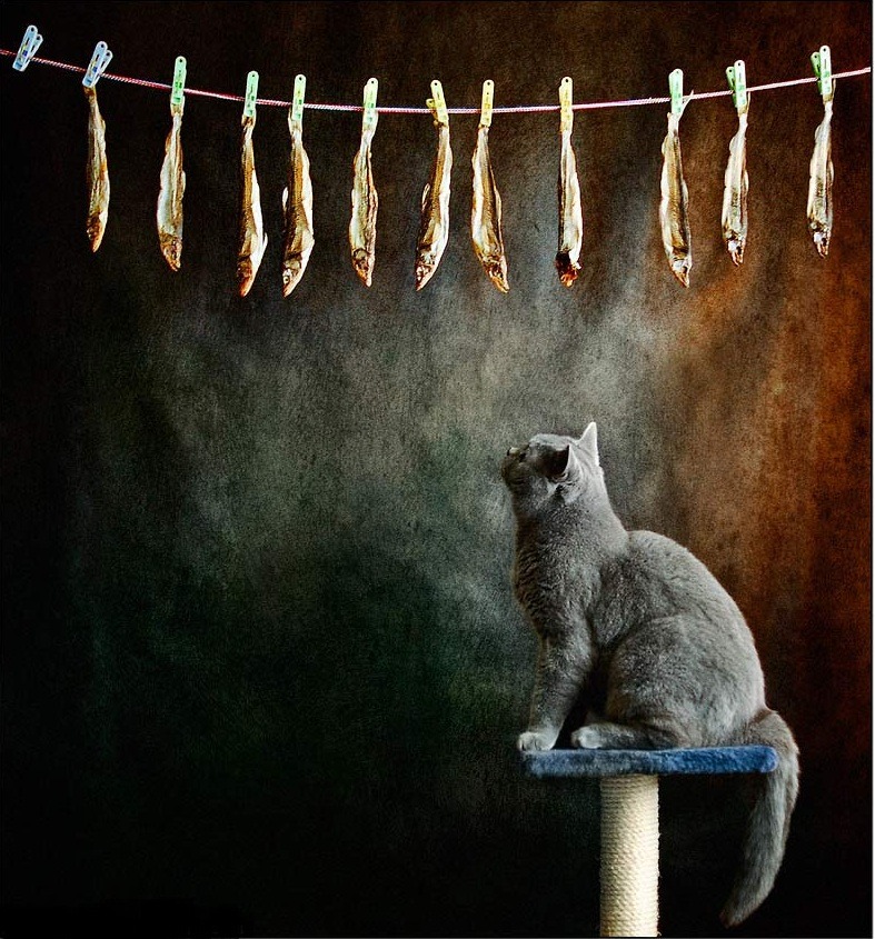Cute Cat