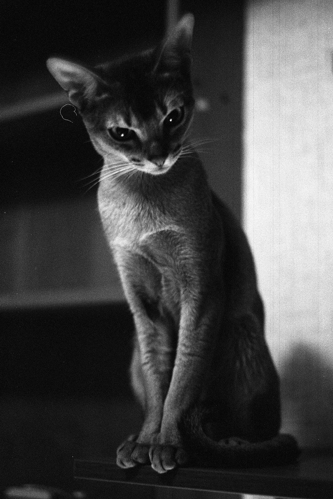 animal