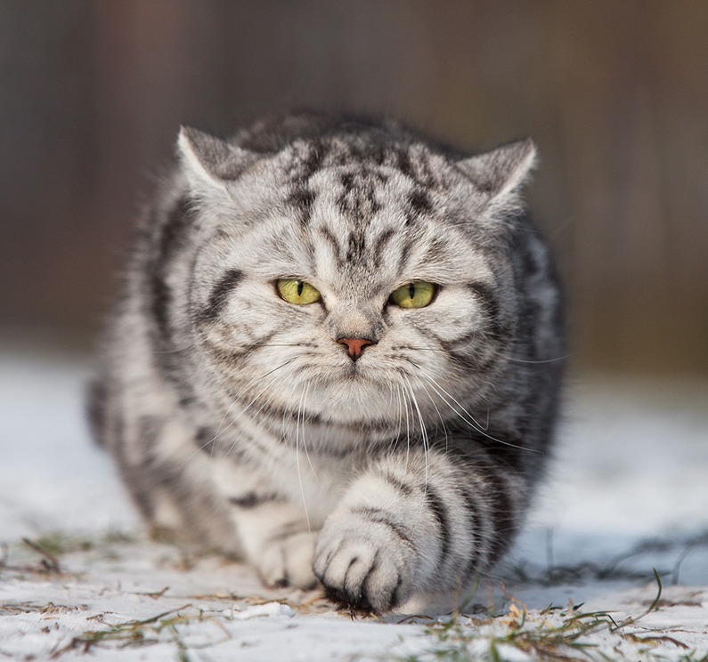 animal