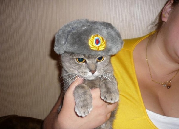 animal