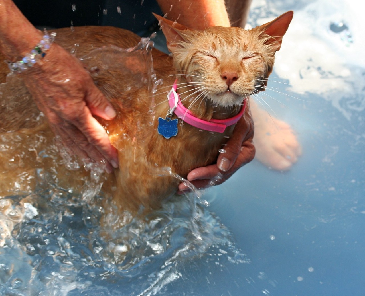 Cute Cat