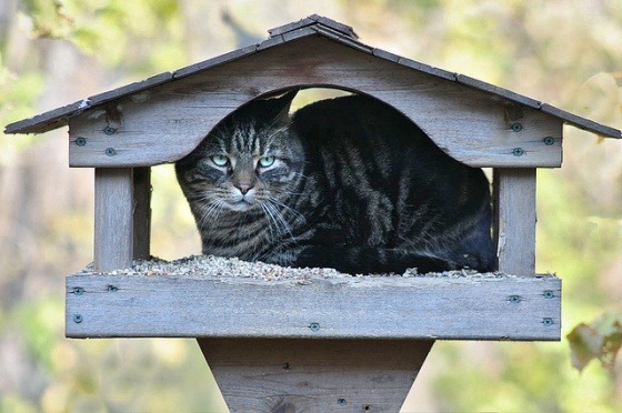 A Random Cat