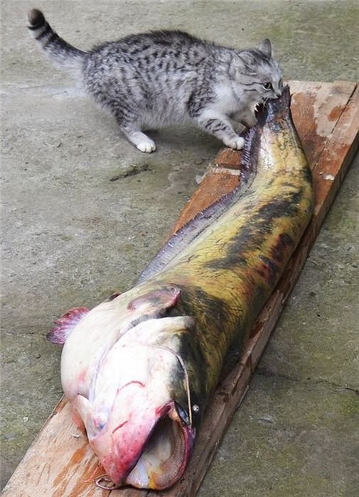 animal