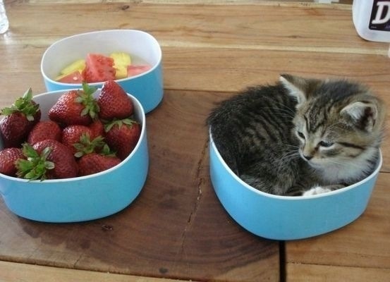 Cute Cat