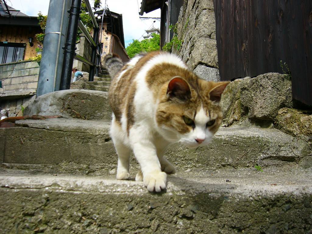 animal