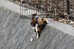 animal